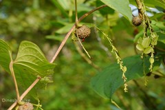 Dioscorea bulbifera